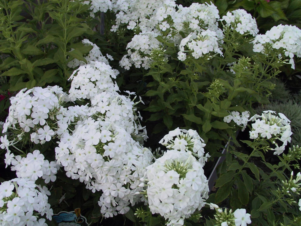 Phlox paniculata Fujiama 01.jpg